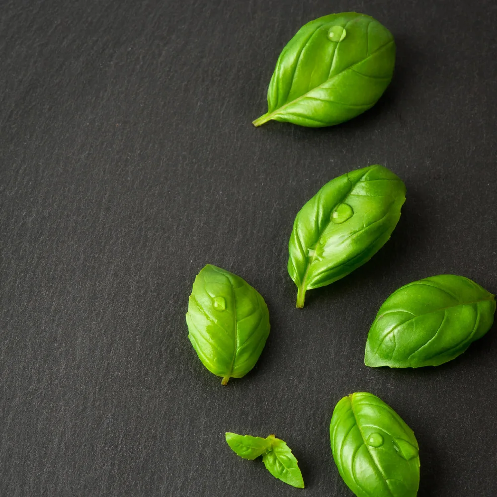 Top quality pesto alla genovese with Italian taggiasche olives 190g pasta sauce glass mason jars for export