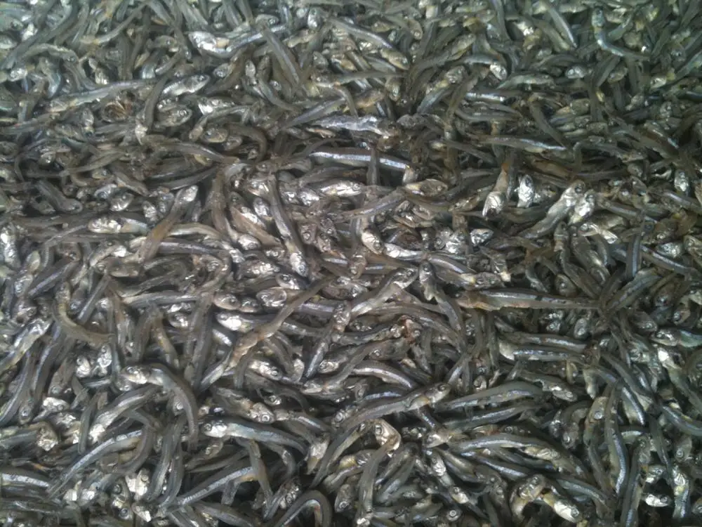 Dried Anchovy Premium from Viet Nam