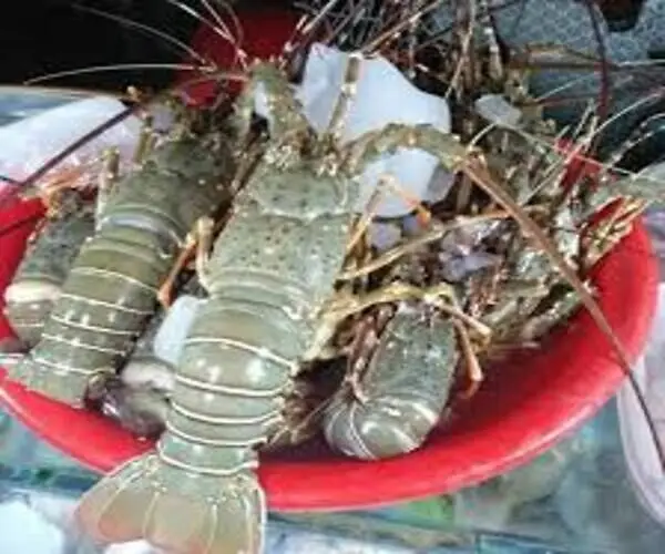 Замороженные морепродукты свежий живой Лобстер