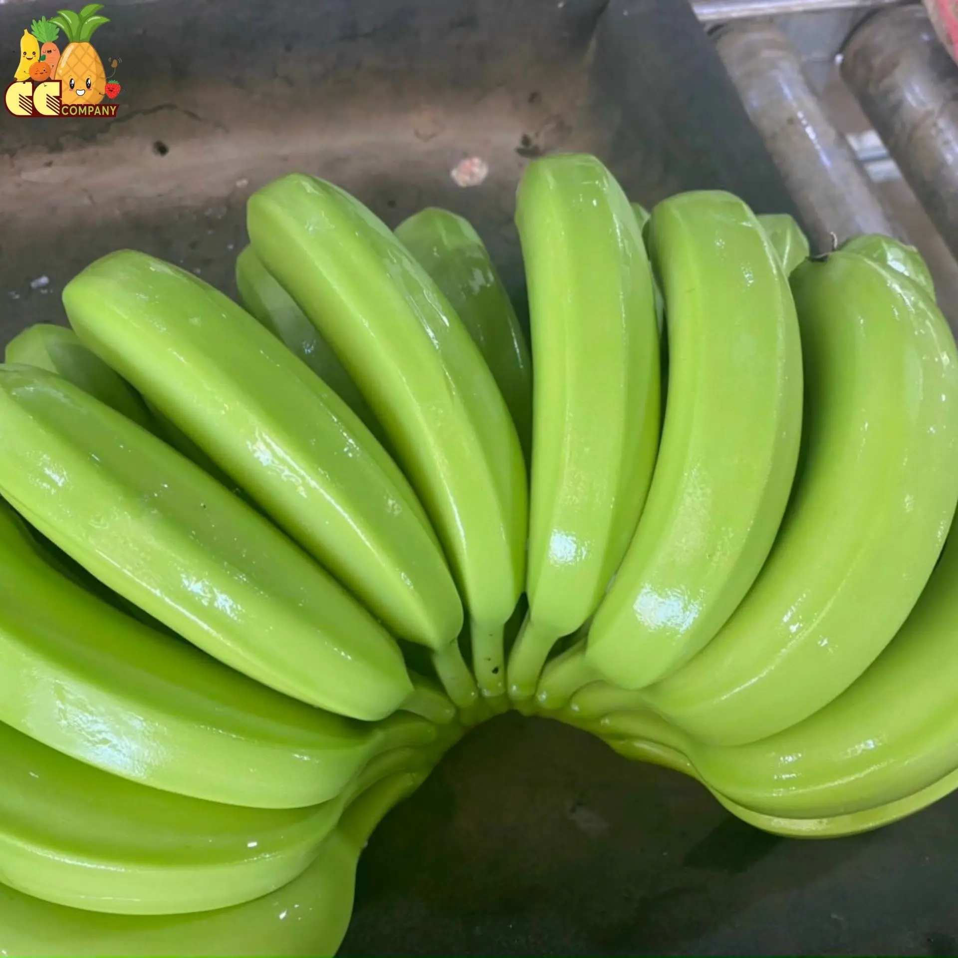 Best selling Premium Fresh Cavendish Banana