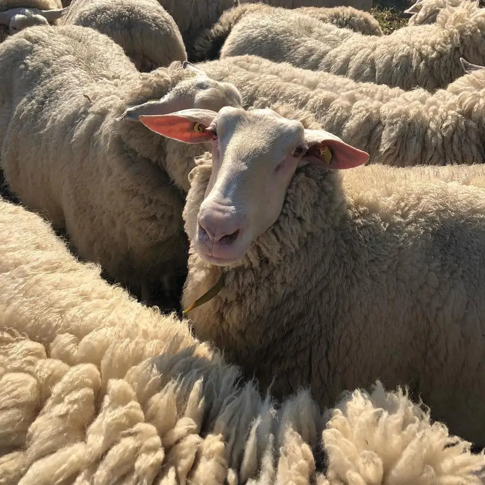 
Live awassi Sheep for Sale/good price 