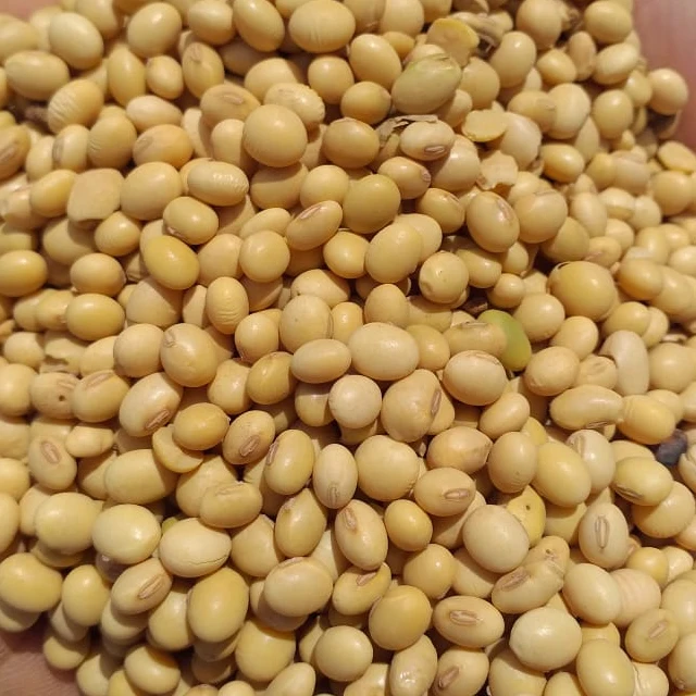 Soybeans - Soybeans High Quality Non GMO Yellow Dry Soybean Seed NON-GMO Soya Beans /soya Bea