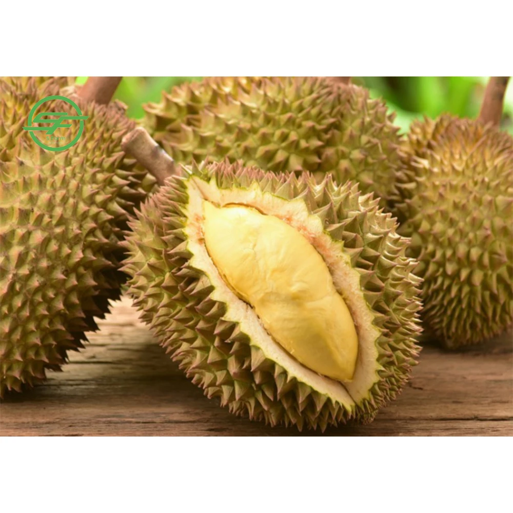 High quality durian fruit from Vietnam - Wholesale durian fresh (Whatsapp/zalo/wechat: +84 912 964 858)