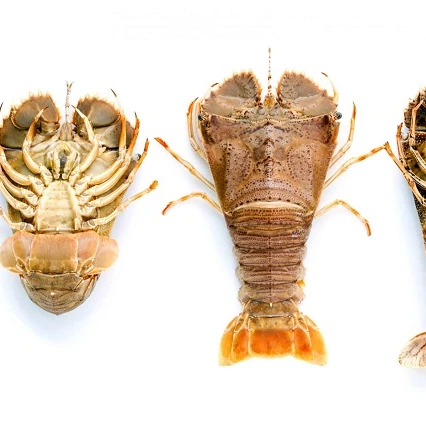 
Frozen IQF Slipper Lobster In Viet Nam 