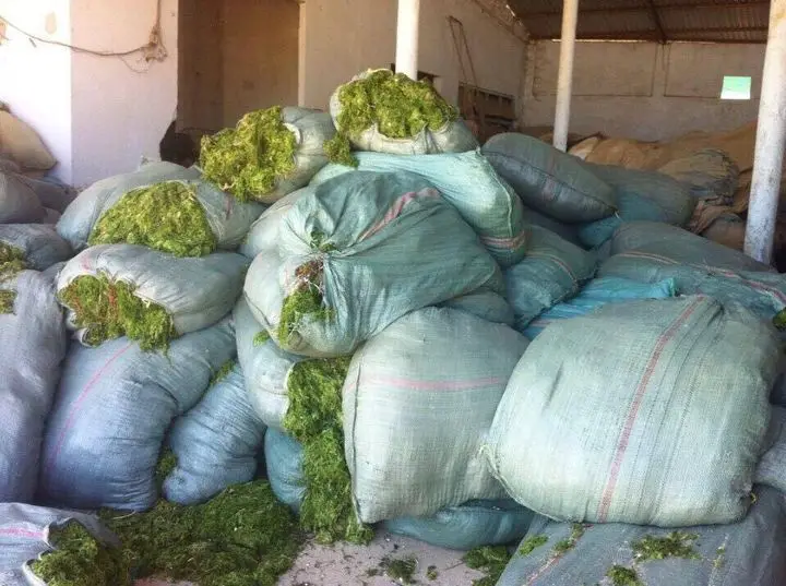 Bulk Organic Green Seaweed for Livestock Feed Sea cabbage/Hana +84 901 006 904