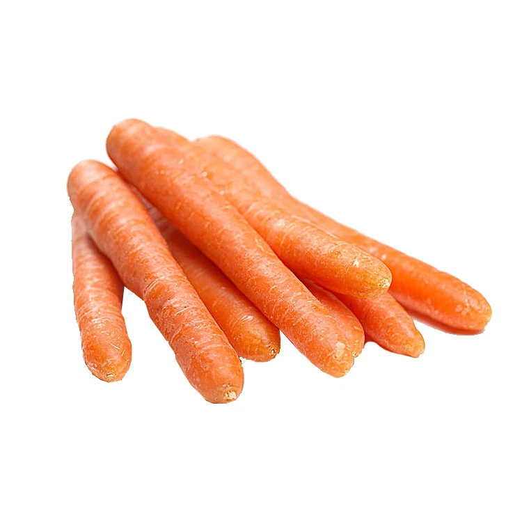 Manufactory direct carrot fresh vegetable in low price