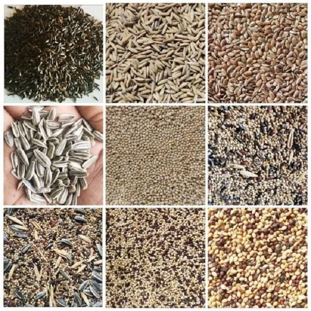 SEEDS (1).jpg