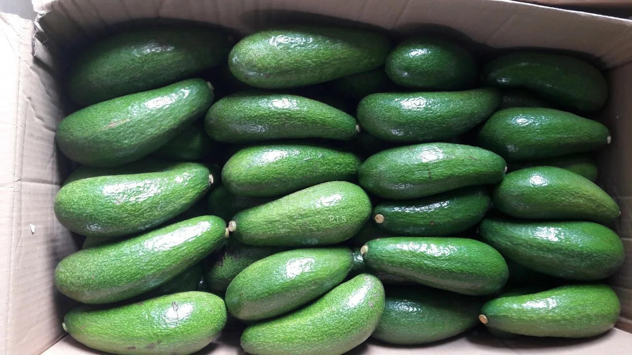 
New Crop Fresh Vietnam Avocado Good Price For Wholesale 