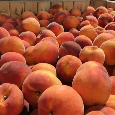 
 Fresh Peach . Sweet Peaches , Red Peaches  