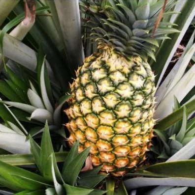 
Fresh Pineapples High Quality Lowest price from Viet Nam wholesale 