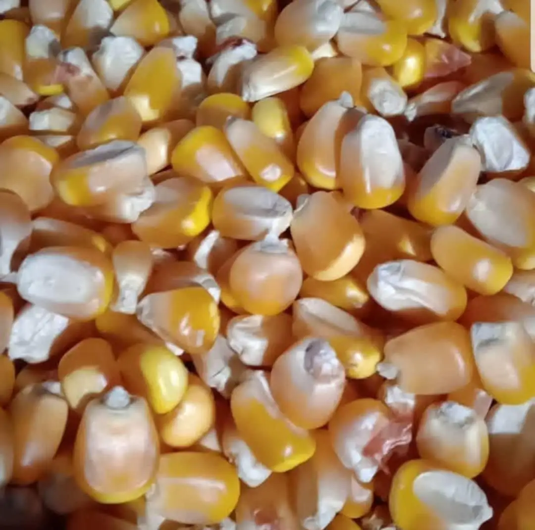 NON-GMO IQF замороженные желтый початки сладкой кукурузы