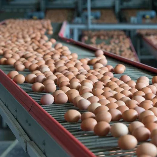 Fresh Chicken Table Eggs at cheap prices