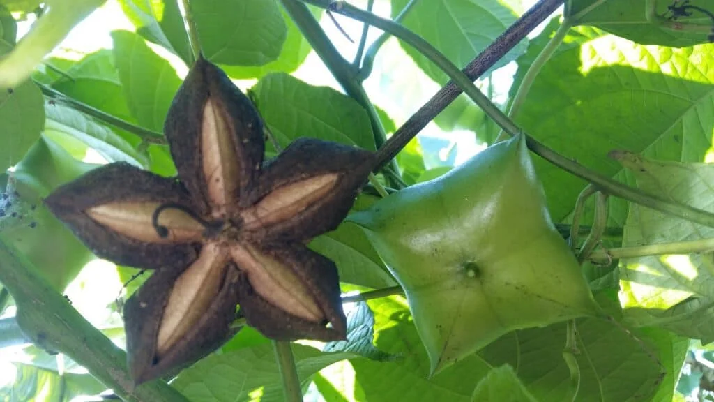 Export Agricultural Products Sweet Taste  Baked Hard Texture Sacha inchi Used as food  Mary