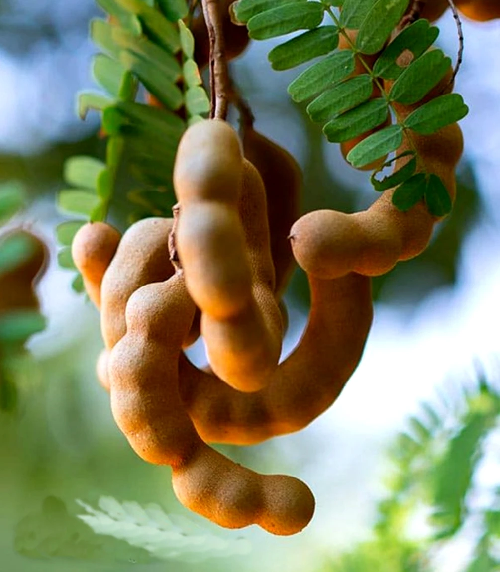 Sour Tamarind Paste Premium Quality tamarind seedless for food and Cosmetics No Chemical Tamarind export Product of Thailand