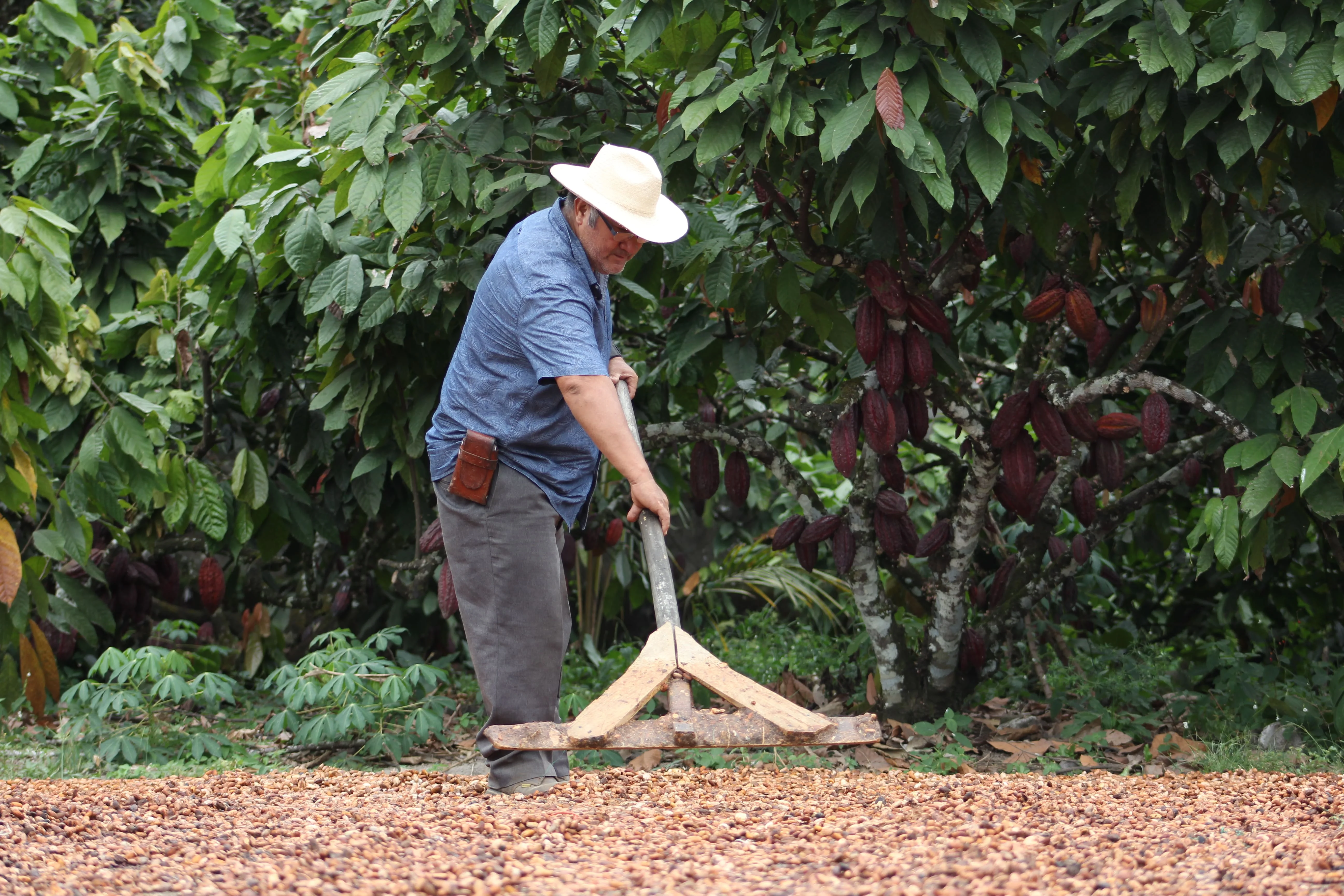 
Wholesale Price High Quality Arriba Nacional Raw Cacao Cocoa Beans From Ecuador 