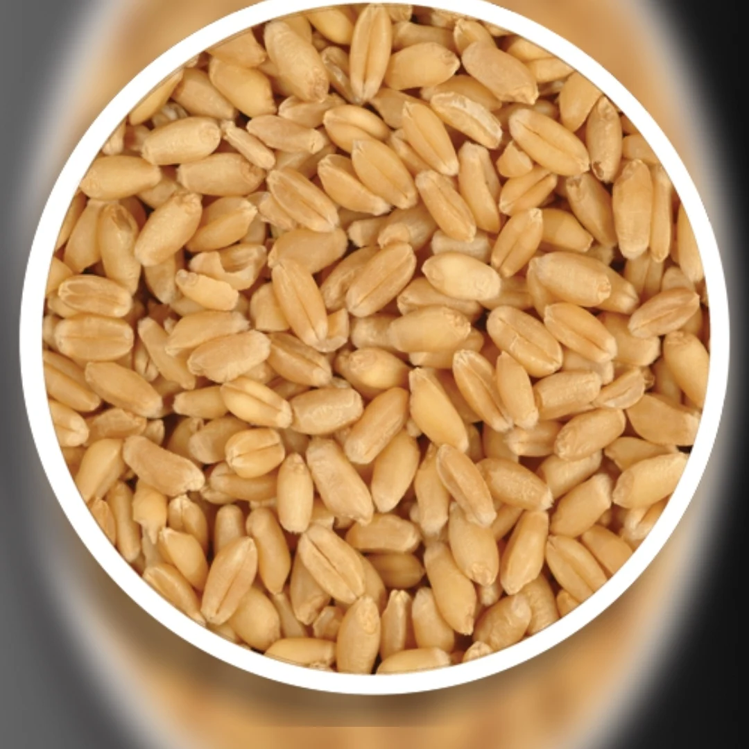 Bulk Wheat Grain Indian Sortex Wheat