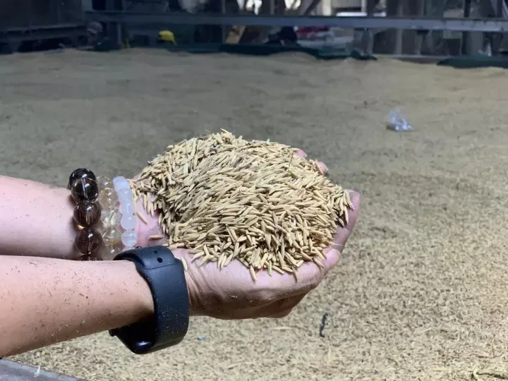 MEKONG ORSAFARM RICE (5KG) NANG HOA MEKONG SPECIAL PRODUCTS Long-Grain High Quality bulk white rice from Viet Nam