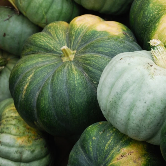 Good Quality Italian Delia Pumpkins/ Fresh Pumpkins Vegetables For Sale
