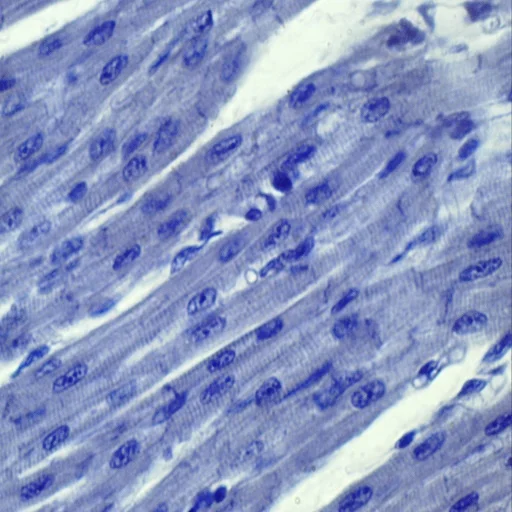 Human Histology Microscope Slides (100pcs)