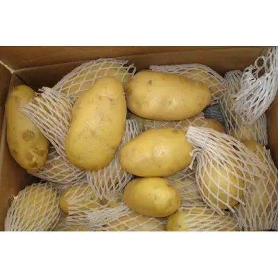 China Hot Sale Fresh Potato Export