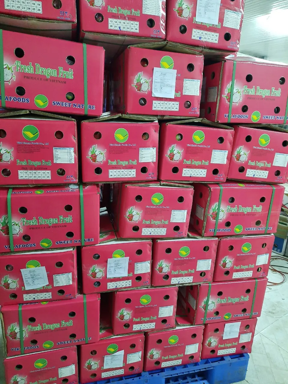 
Vietnam fresh dragon fruit red/white flesh with top quality _Vikafoods (+84983028718) 