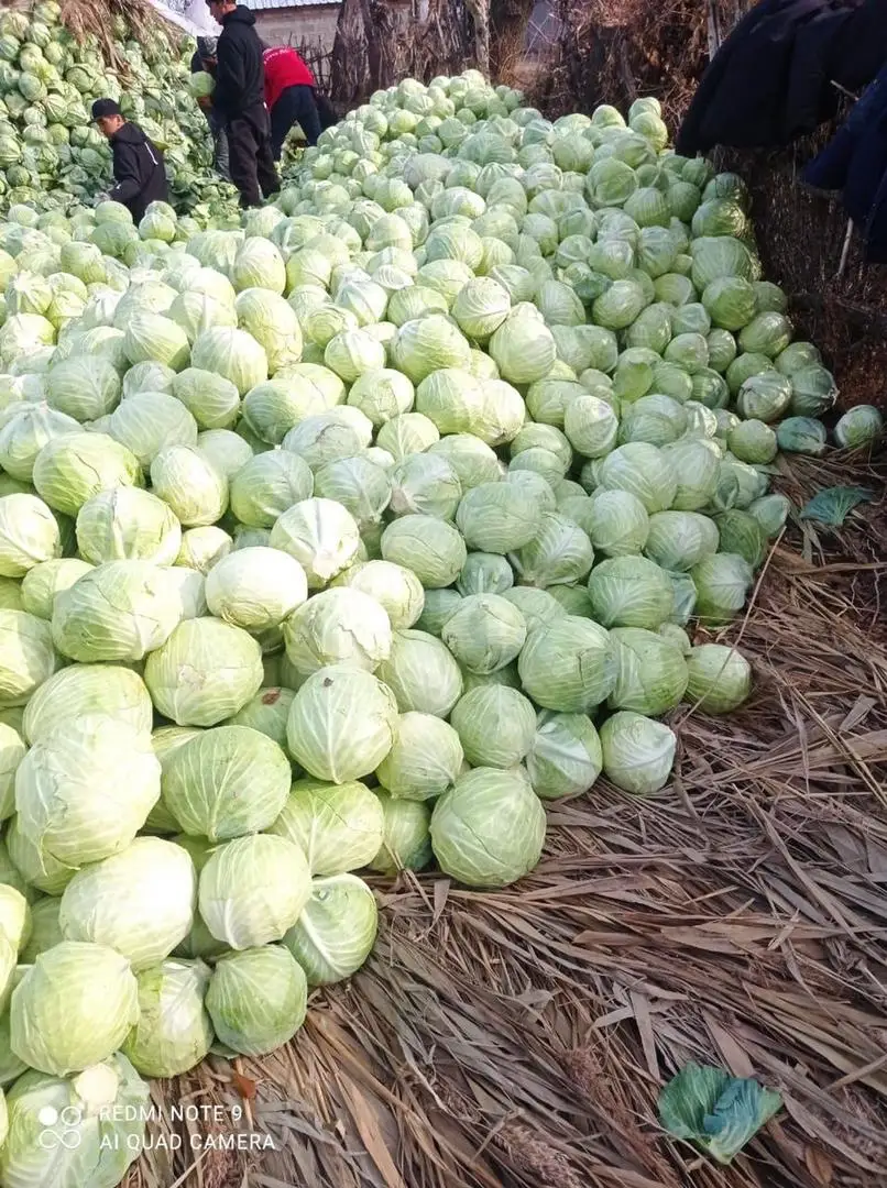 Fresh Cabbage Natural High Quality New Crop