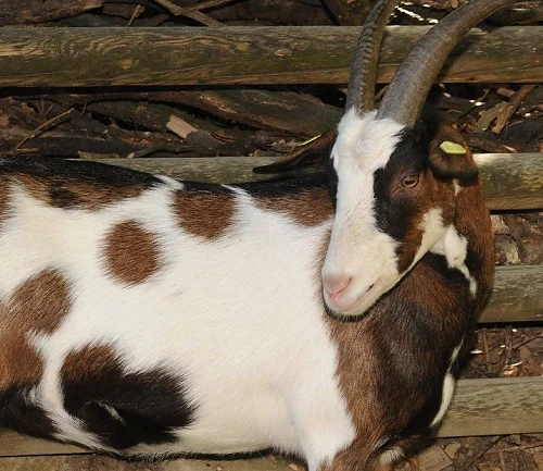 Tauernscheck goats,cow,camel,sheep,goat,ox,bull