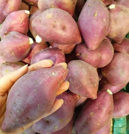  Высокое качество сладкий картофель конкурентоспособная цена для покупателей/Ms Sofia + 84 789946878