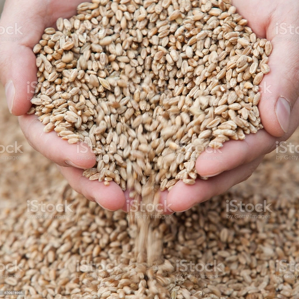 High Quality Wheat Grain