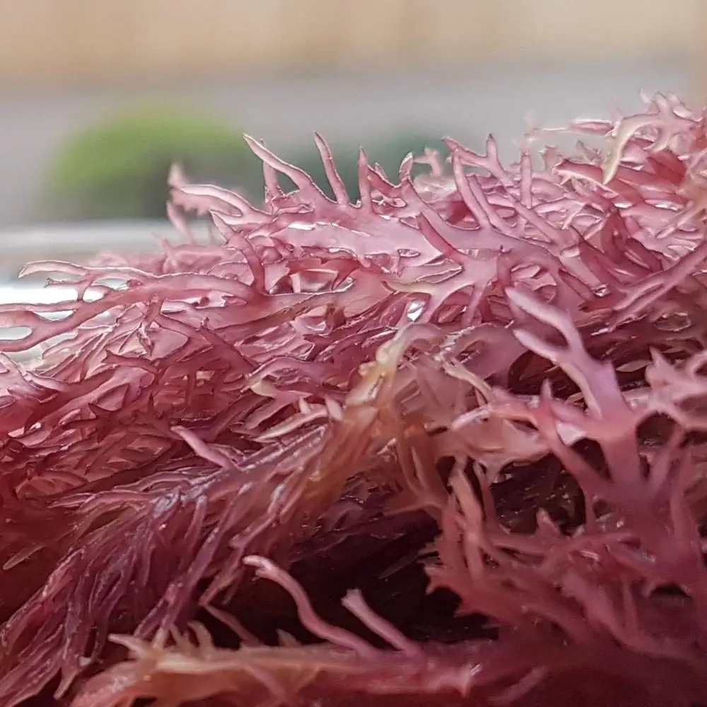  100% сушеный несоленый коричневый морской мох для поддержки здорового сердца из Вьетнама низкая цена-MS. NIAN + 84 363 210 230 (WHATSAPP)