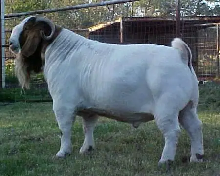 
2020 Discount Prices 100% Full Blood Live Boer Goats / 100% Pureblood Mature boar goat for sale 