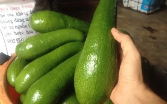 Сладкие авокадо