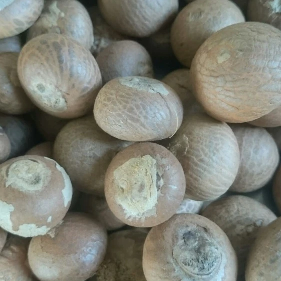 BETEL NUT or SUPARI NATURAL Bag Style Packaging Raw Origin Human Type Dried Grade ISO Place Model Cultivation