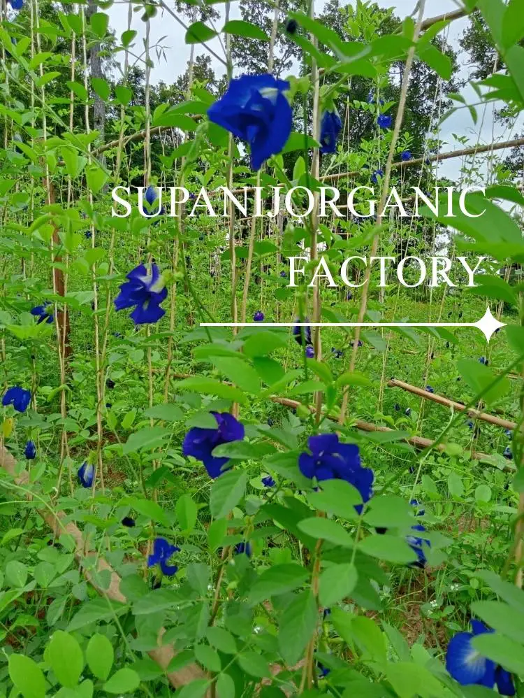 Supanij Organic Dried Butterfly Pea Flower Grade A Best Quality from Thailand for 100% Export
