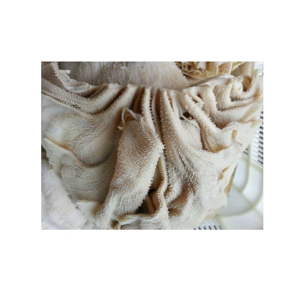 Wholesale Frozen Salted Beef Omasum Beef Stomach Cow Stomach for Sale