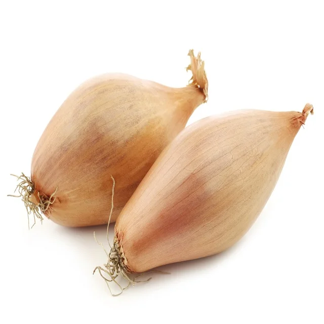 Small Shallot Onion - The Small Shallot onion  way of life.
