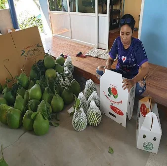 Свежий Pomelo TubTim Siam Премиум качество