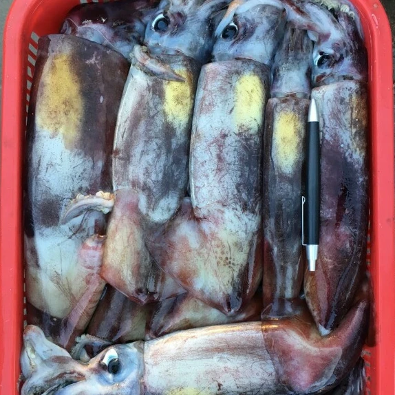 HIGH QUALITY - FROZEN BLACK SQUID