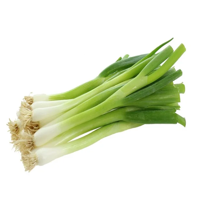 hot sell Hybrid vegetable for Resistance Scallion Seeds Green Chinese Onion Canada chives seeds