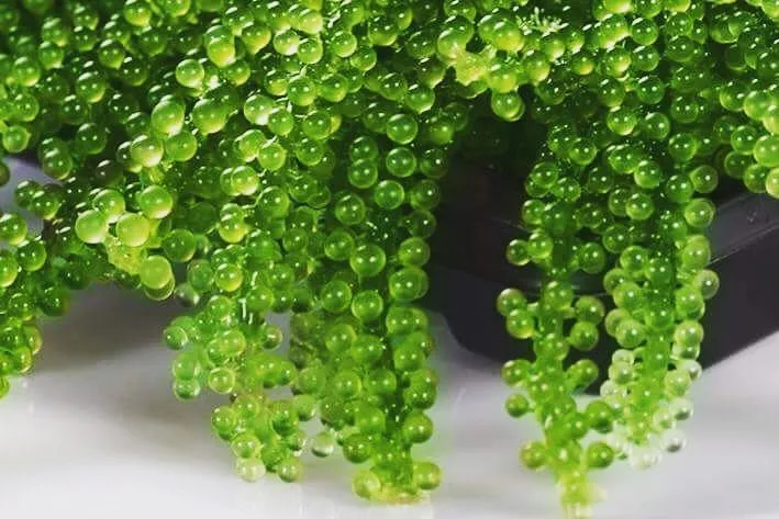  2021 г. лидер продаж во Вьетнаме seagизнасилование лато мисс Ниан + 84 363 210 230