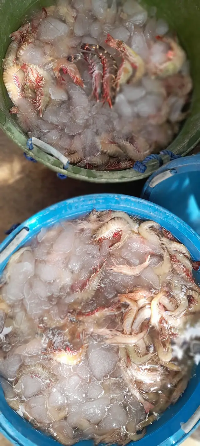 High Quality Seafood Fresh Water Cooked Whole Frozen Spicy Crawfish Lobster