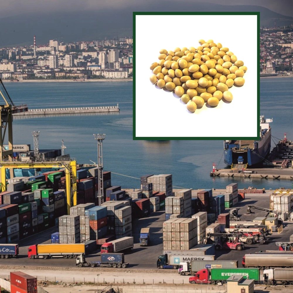 High quality soybean 25/50 kg bags or in bulk, from manufacturer