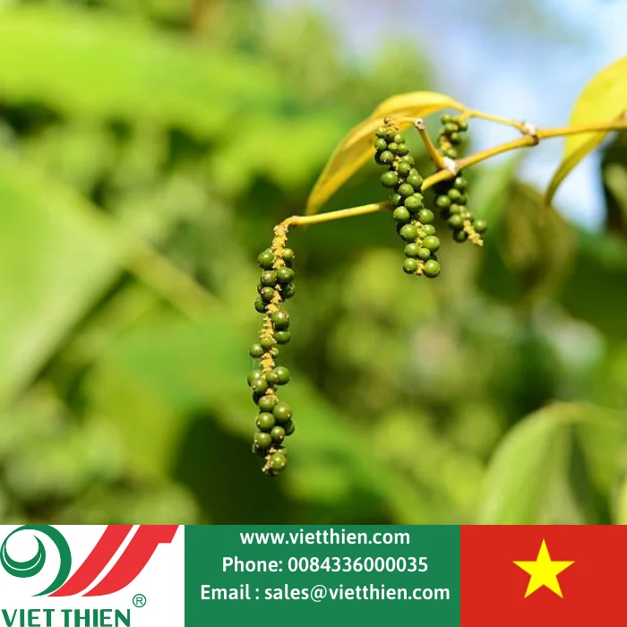 Our company supplies dried black pepper for domestic and export markets in large quantities produced on safe and quality process