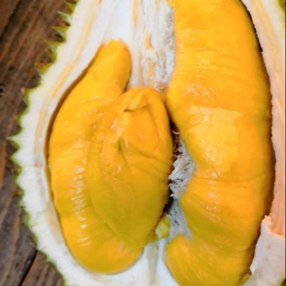 
Fresh Durian Turkey Product Most Delicious Durian 