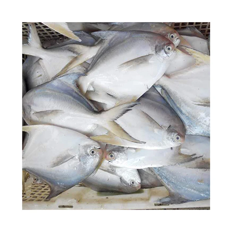 100% Natural Frozen Silver Pomfret Fish Best Price