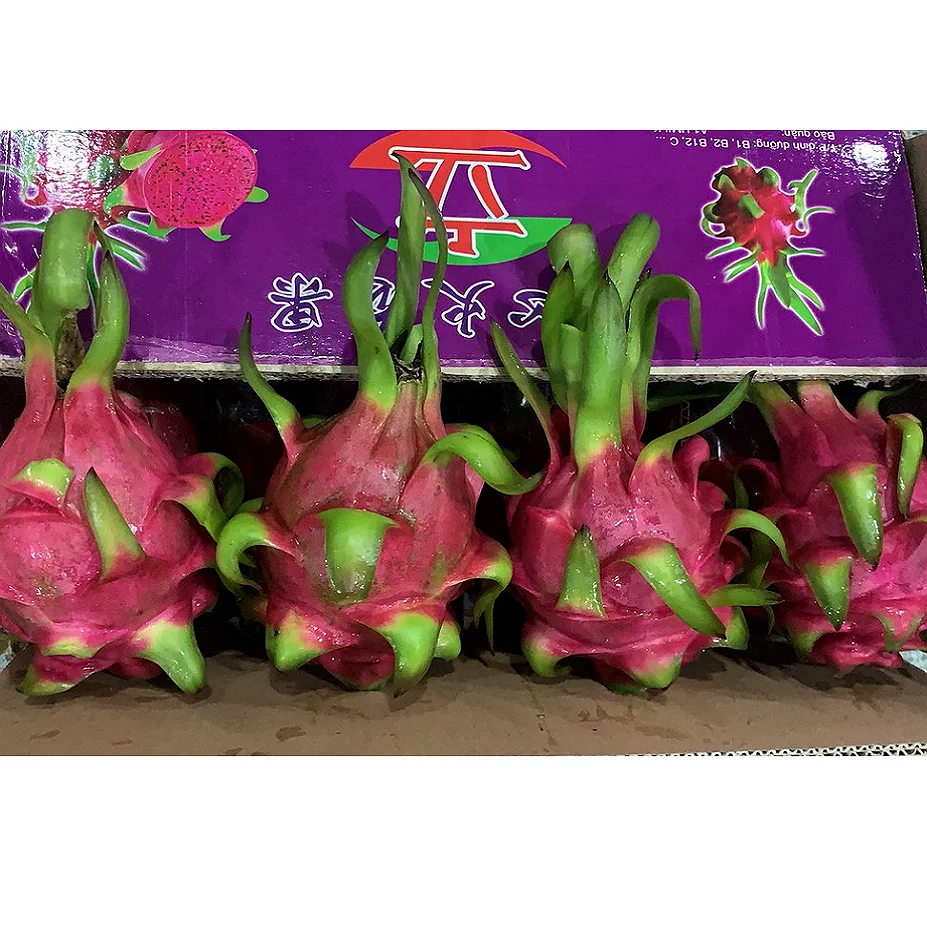
Fresh red/ white dragon fruit made in Vietnam with high quality 2021 