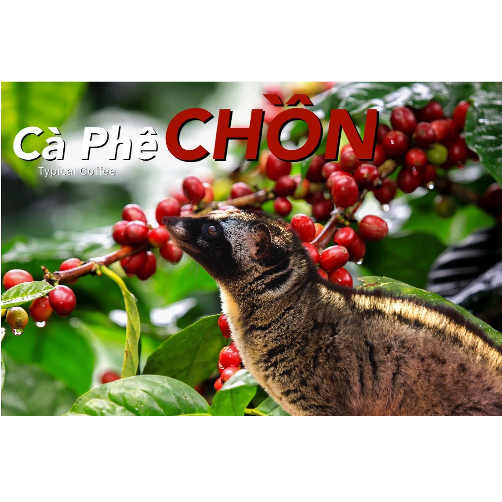 4C жареный без ингредиентов сырой Luwak Кофе из Вьетнама упаковочные мешки Hessian Срок годности 2 года 12.5% Макс. Влага