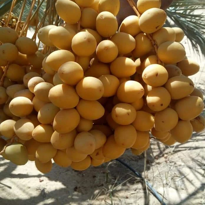 
high Quality Egyptian Fresh Barhi Dates 