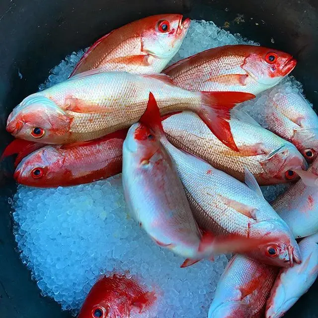 Высококачественный свежий красный Змеиный и замороженный алый