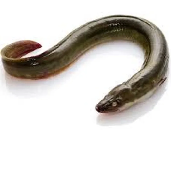 Eel fish live frozen 100% export quality